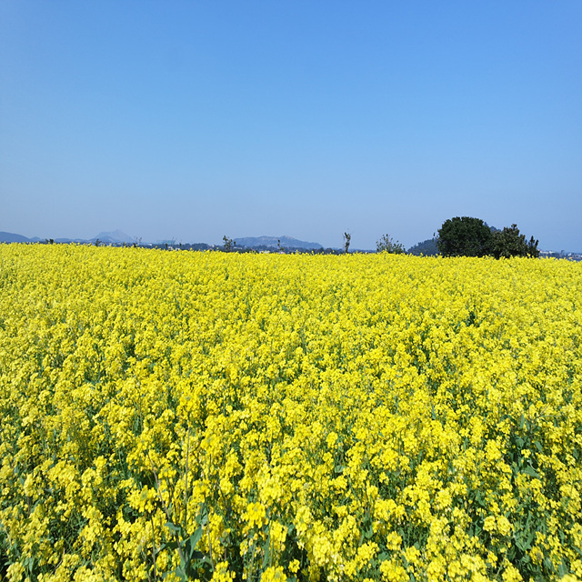 핑계고 아라찐빵 예약