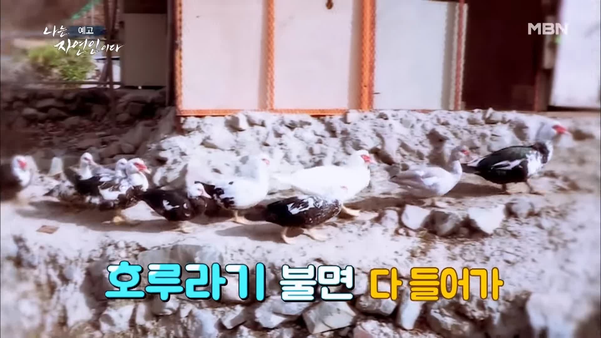 나는 자연인이다 순정 마초의 겨울찬가 자연인 박인태 소개 및 윤택 출연 533회 다시보기