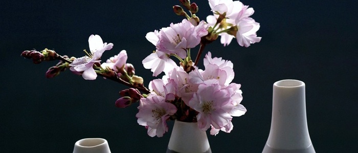 제주도와 서울에서 벚꽃 캠핑 감성 캠핑장 소개