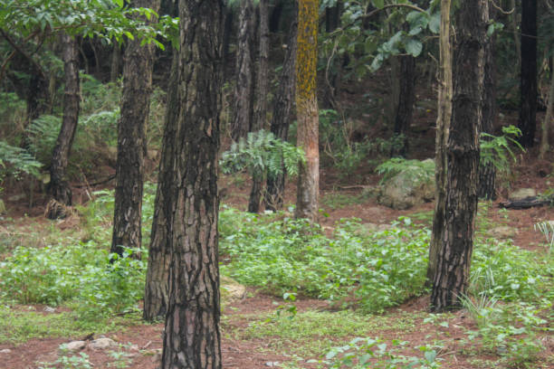 휴양림 예약사이트2