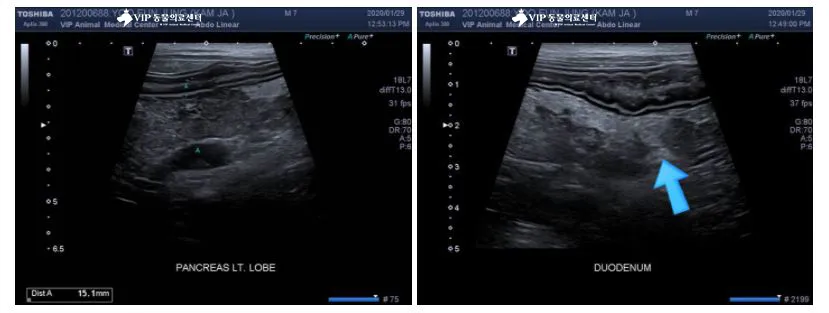 강아지 복막염 원인과 치료 방법_2