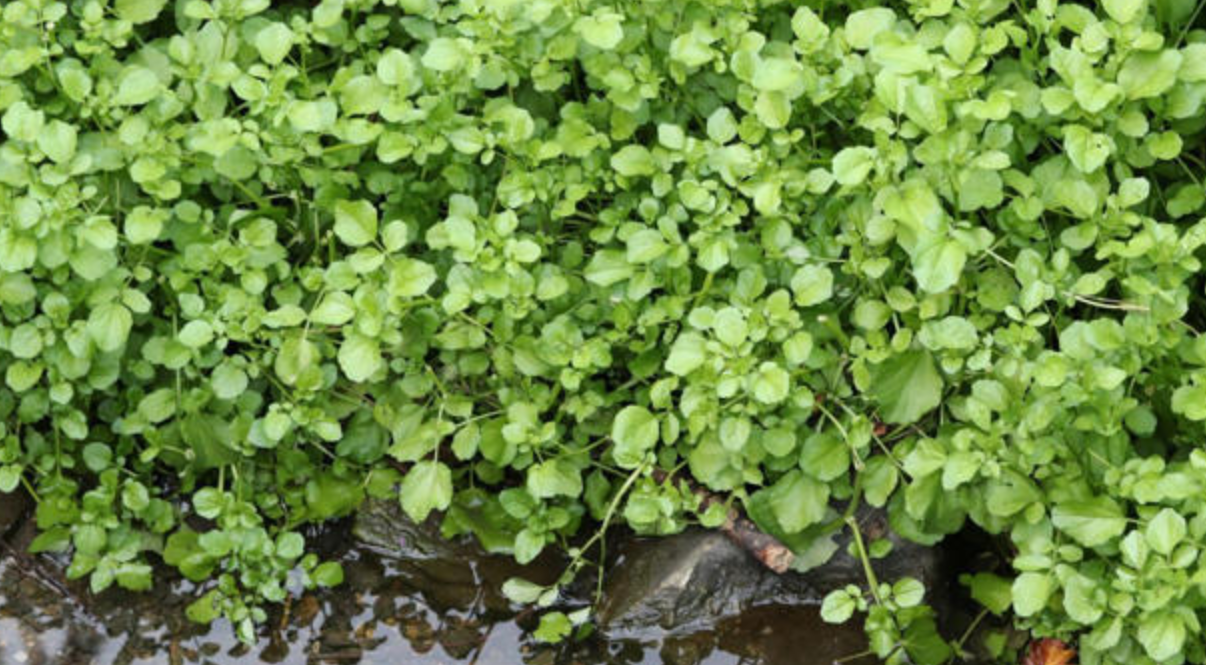 노화 예방 식품, 물냉이