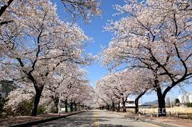 2024 정읍 벚꽃 축제 기본일정과 프로그램 내용 소개