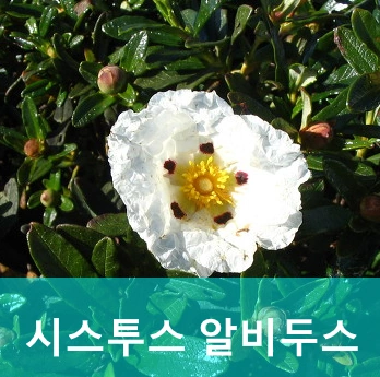 시스투스 알비두스