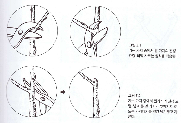 가지의 전정