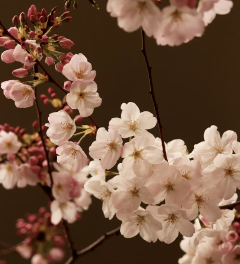 2026 벚꽃 개화시기 및 일정