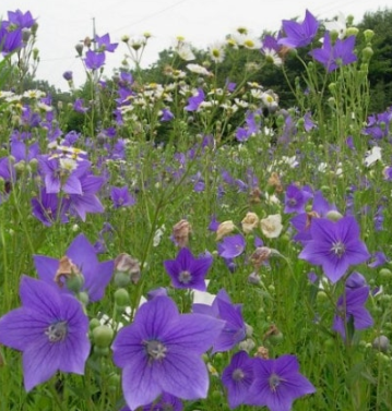 도라지 효능 부작용 고르는법 먹는법 꽃 총정리