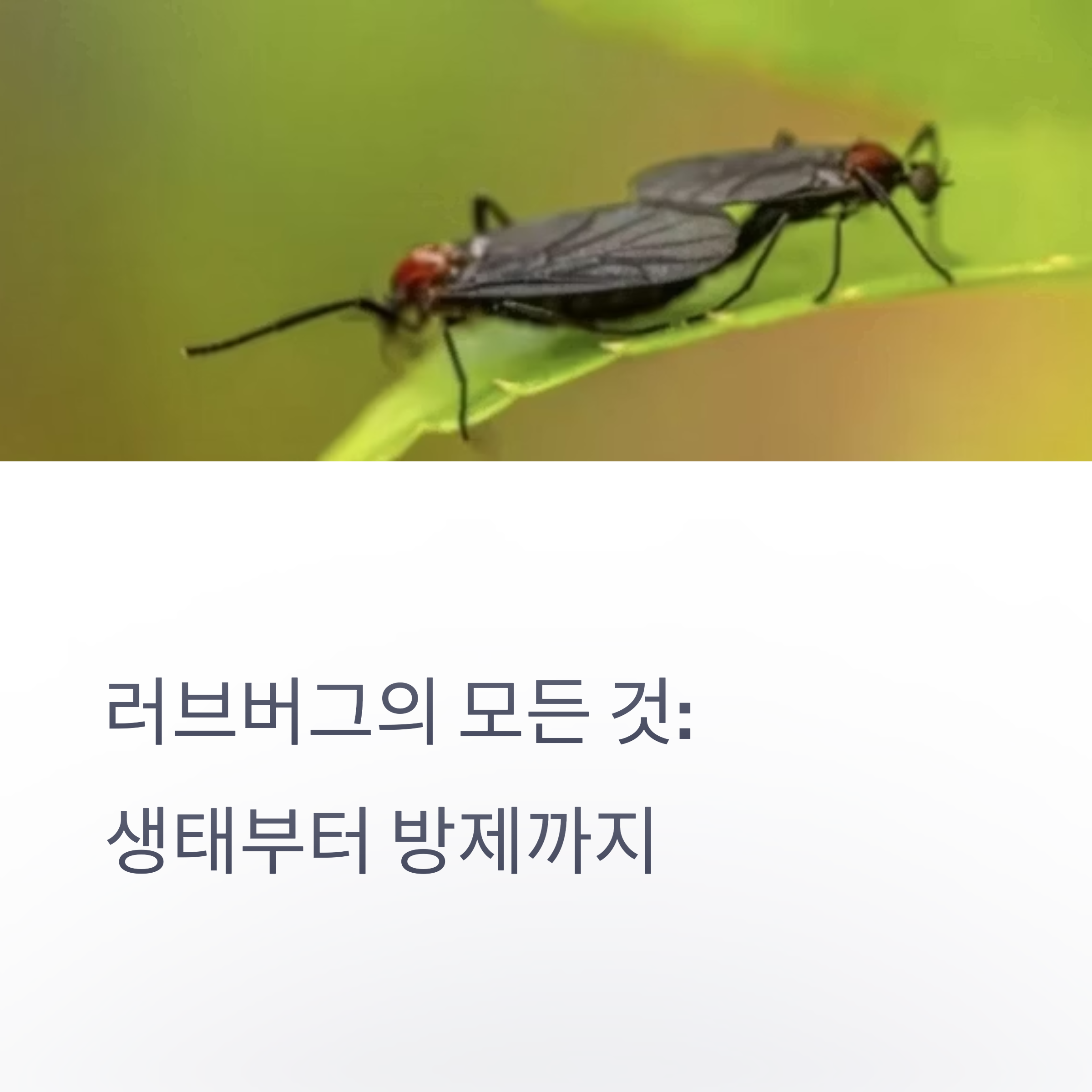 러브버그의 모든 것 : 생태부터 방제까지