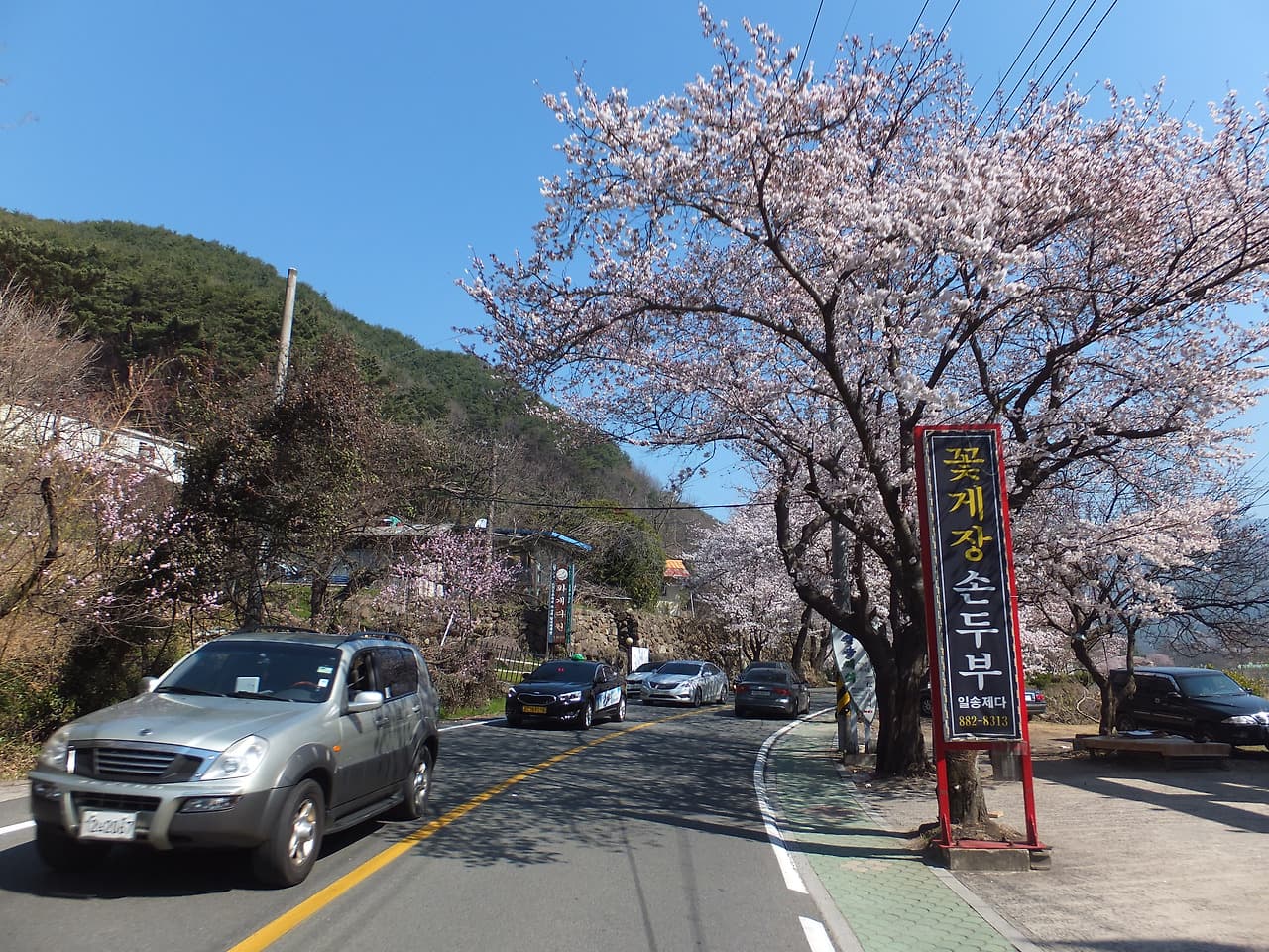 벚꽃이 핀 십리벚꽃길 진입