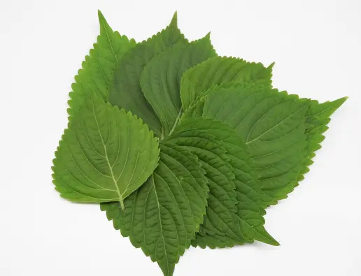 철분이 많은 음식 Best 10