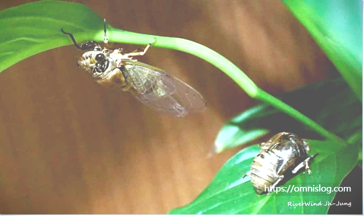 점점 검은색으로 변하는 매미