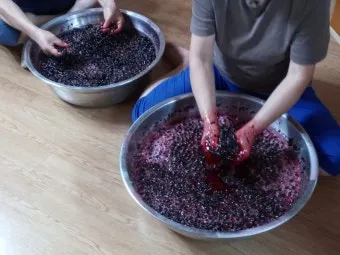 아로니아 효소만드는법과 효능효과 부작용 꽃 엑기스 활용법_13