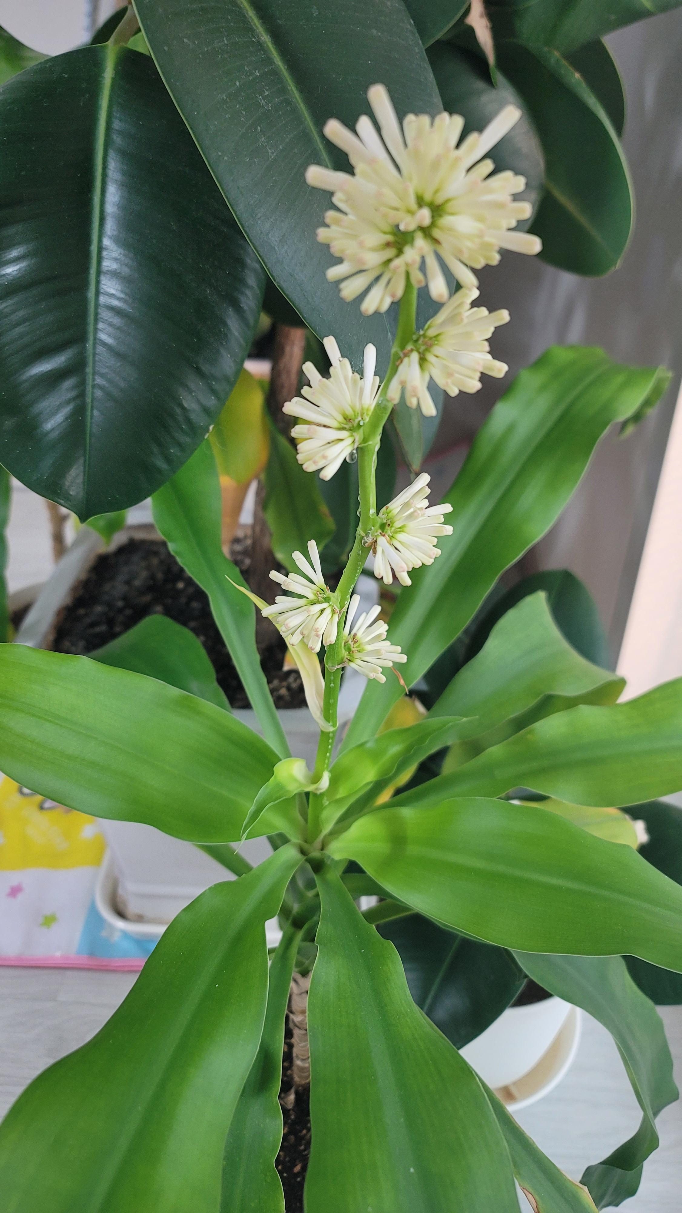 행운목 꽃