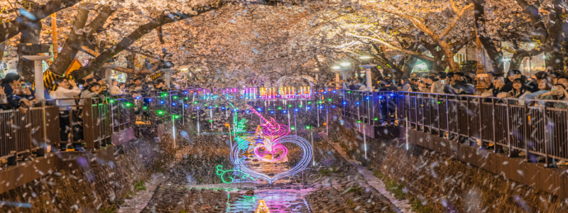 2025 진해 군항제