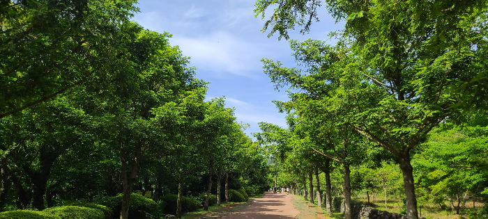 제주도여행 제주도 비자림 자연풍경 산림욕