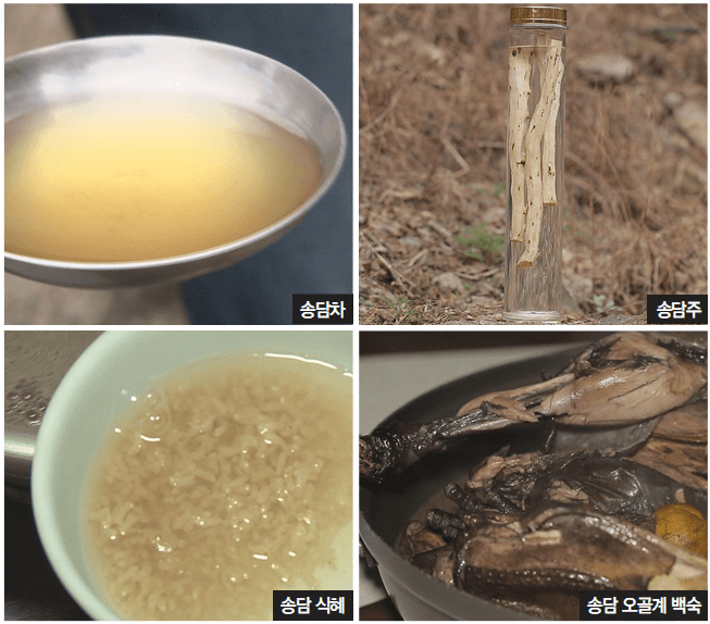 &amp;#39;송담(송담차)&amp;#39; 효능 및 부작용