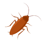 바퀴벌레