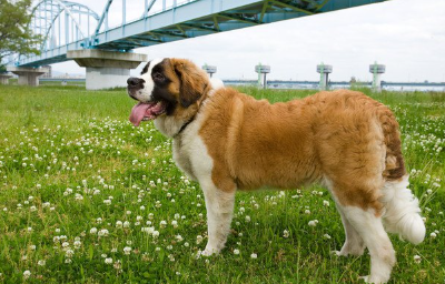 가교를 배경으로 서 있는 세인트 버나드.