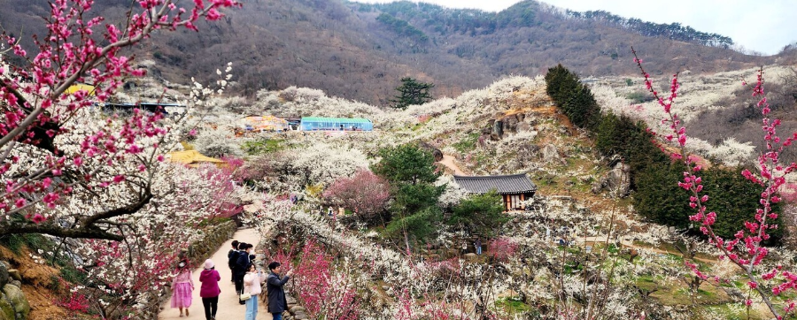2025 광양 매화축제 완벽 가이드 ❘ 일정, 주차, 맛집 총정리!