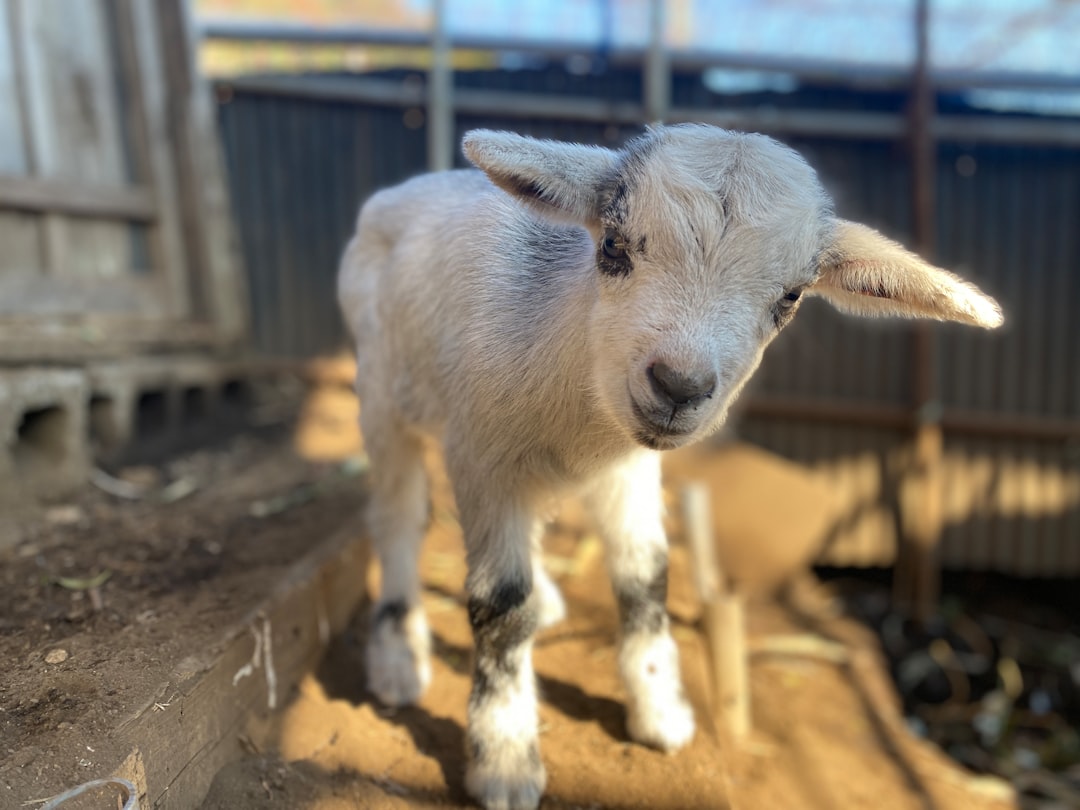 'Goat'