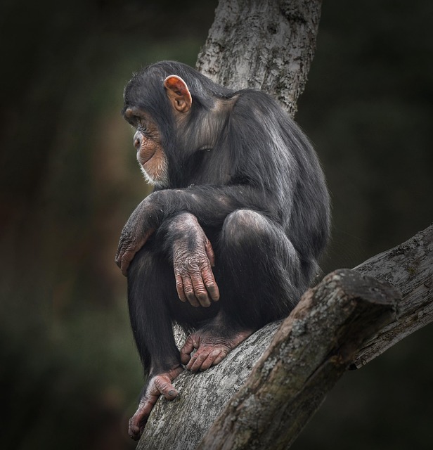 침팬지 한마리가 나무에 앉아 있다