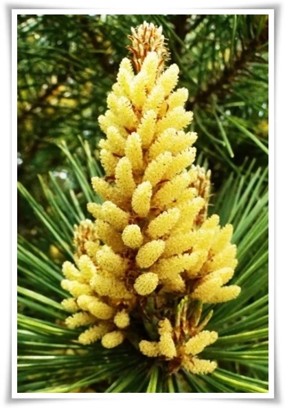 &quot;송화가루, 송진가루&quot; 솔솔 날아온 자연의 선물 노란 가루 효능과 알레르기 대처법!