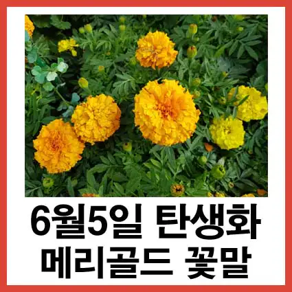 6월-5일-탄생화-메리골드