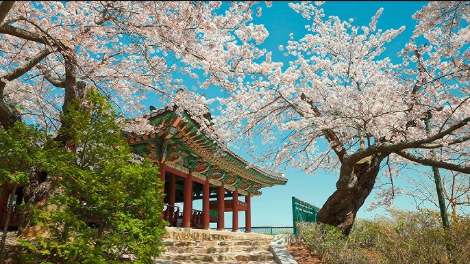 3월에 가볼 만한 국내 여행지 BEST 7 (봄꽃 명소 포함)