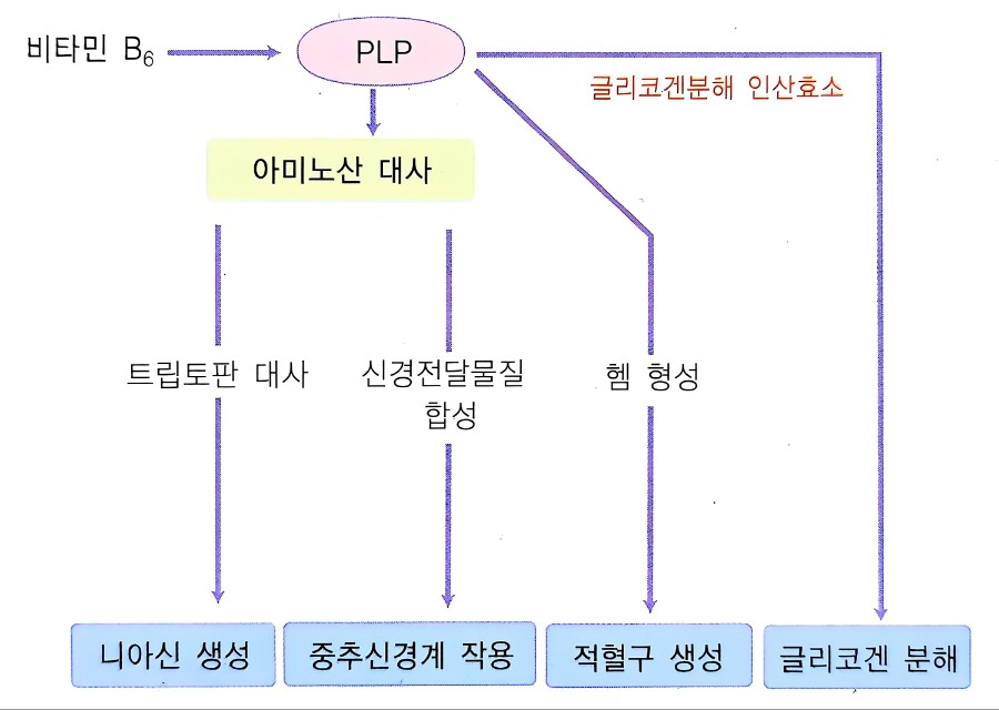 생체내 반응
