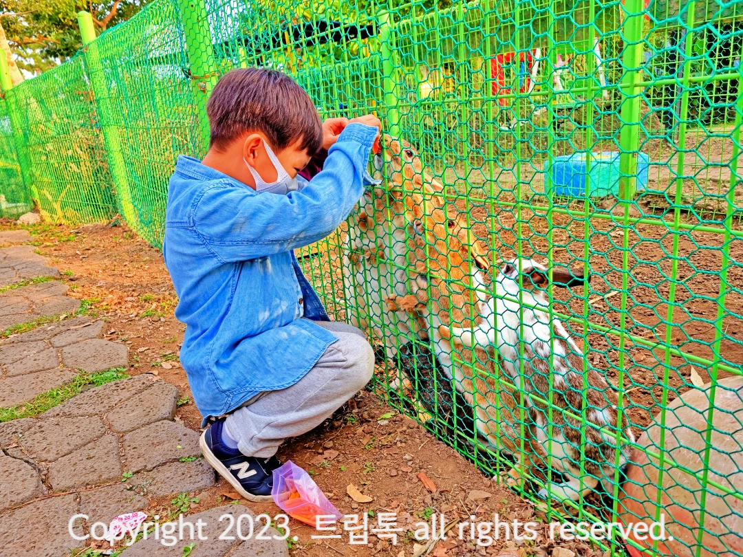 아이가 당근을 토끼장 안에 넣자 토끼 세마리가 두발을 들어 당근을 먹으려고 안간힘을 쓰고있다