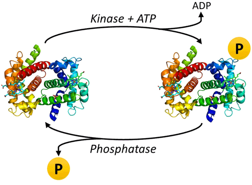 Protein Phosphorylate