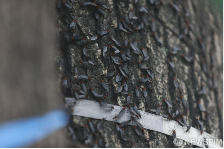 러브버그 출몰시기 및 퇴치방법