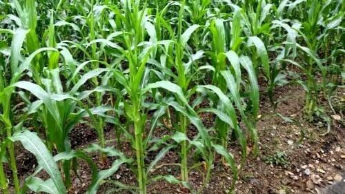 옥수수-재배법-찰옥수수-초당옥수수-씨앗-종자-파종방법-모종-심는방법-정식방법-아주심기