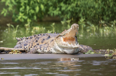 중앙아메리카 정글 체험 미식 요리 신비한 탐험