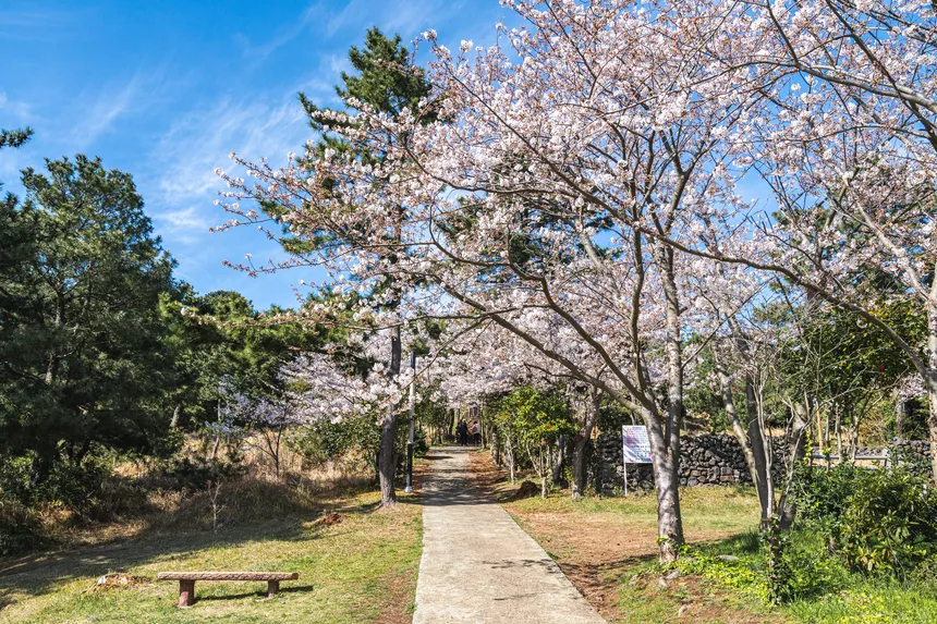 도두봉 입구 산책길을 따라 펼쳐진 벚꽃 터널과 벤치