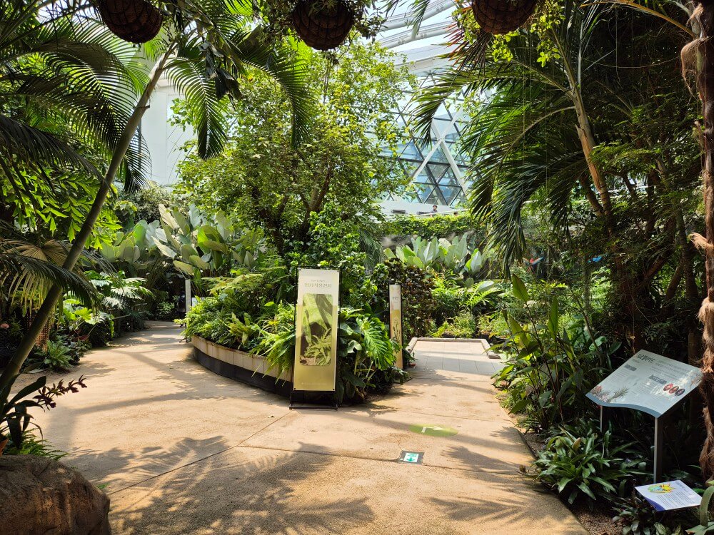 열대관 식물 사진 9