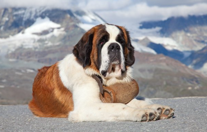 통을 목에 달고 있는 세인트 버나드.