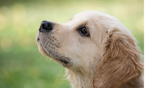 반려견 편식 문제