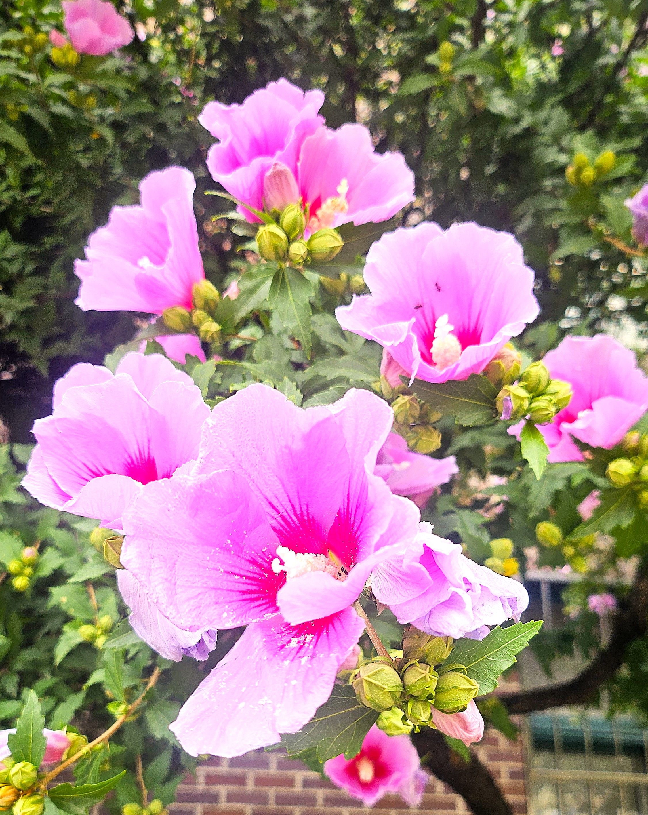 지지 않는 마음 — 무궁화 이야기