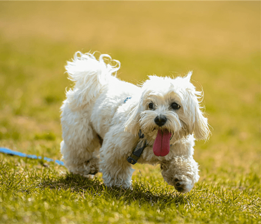 애완용 강아지 종류 및 특징 정리 - 소형 강아지 종류