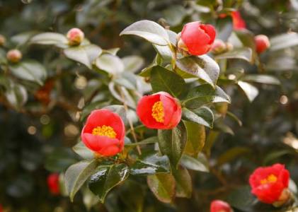 서천 동백꽃 쭈꾸미 축제