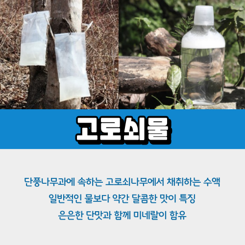 고로쇠물