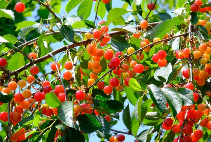 벚나무 열매 버찌 효능 5가지 및 먹는법과 버찌 청 만들기