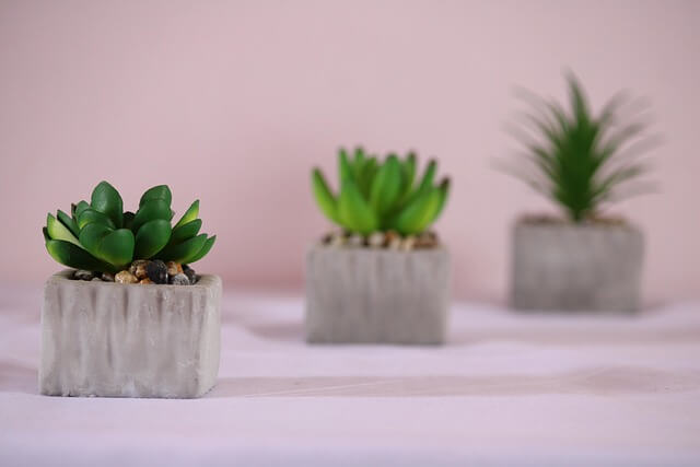 맥문동 먹는 방법