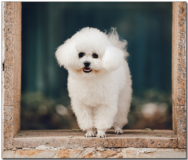 하얀 비숑프리제