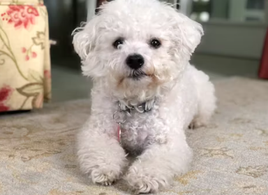 삼성화재 다이렉트 펫보험 펫 실비보험