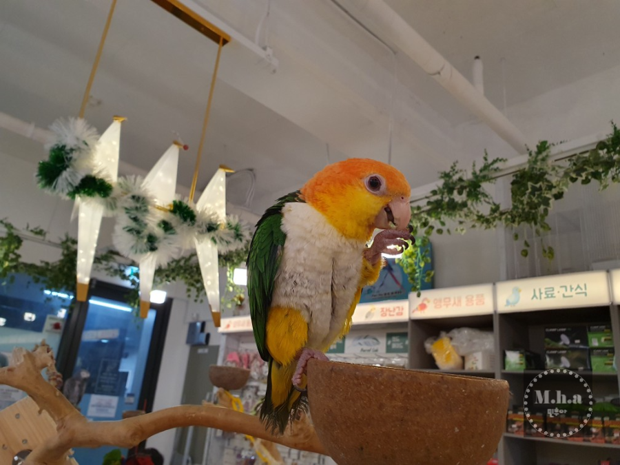 배곧 버드 힐링