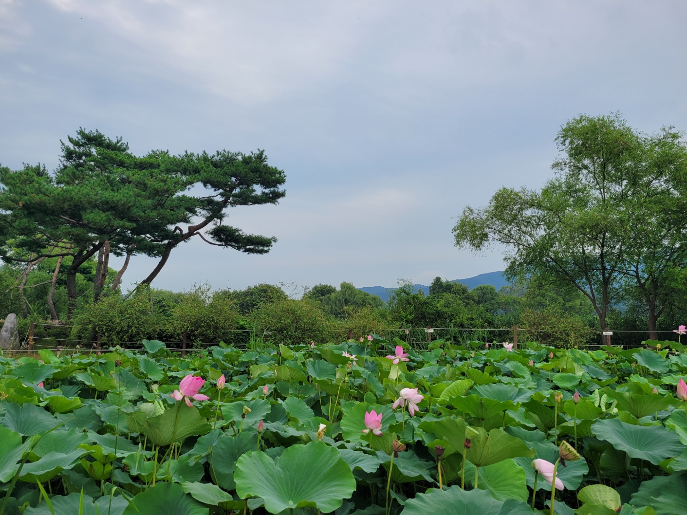 이미지-alt-태그-세미원 연꽃정원