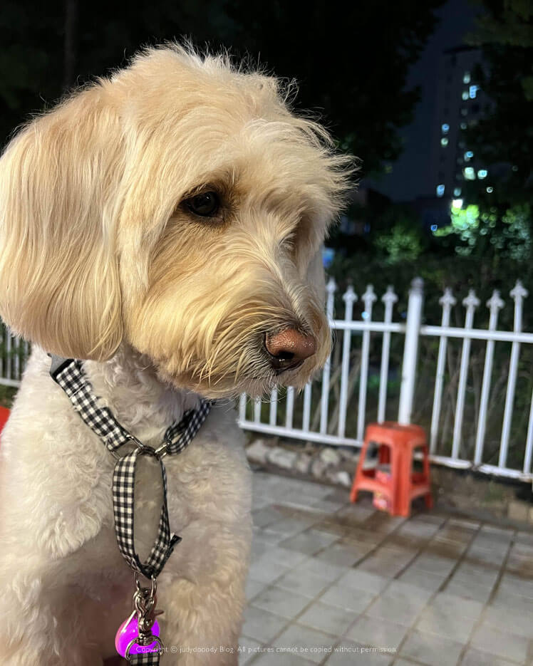 야장 숯불 꼼장어 맛집 일산 애견동반식당