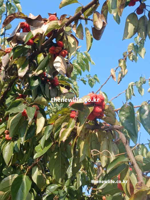 꾸지뽕 효능 당뇨 개선 가바 성분